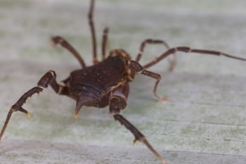Media type: image;   Invertebrate Zoology 140068